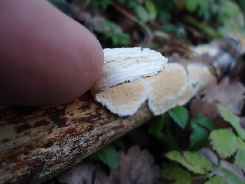 Crosta su Ulmus (Byssomerulius corium)